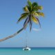 72- Imagine sous le cocotier 